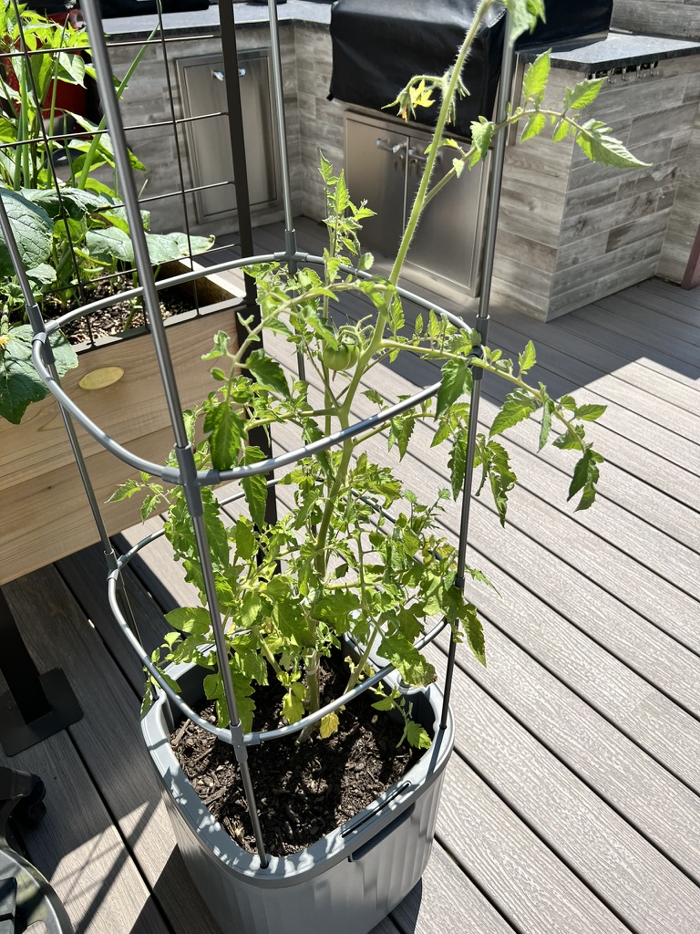 Single planter, single plant (Jun 2024)