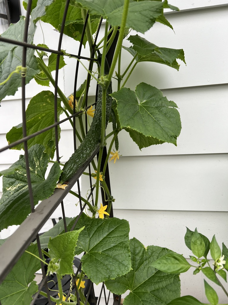 First fruit setting (Jul 2024)