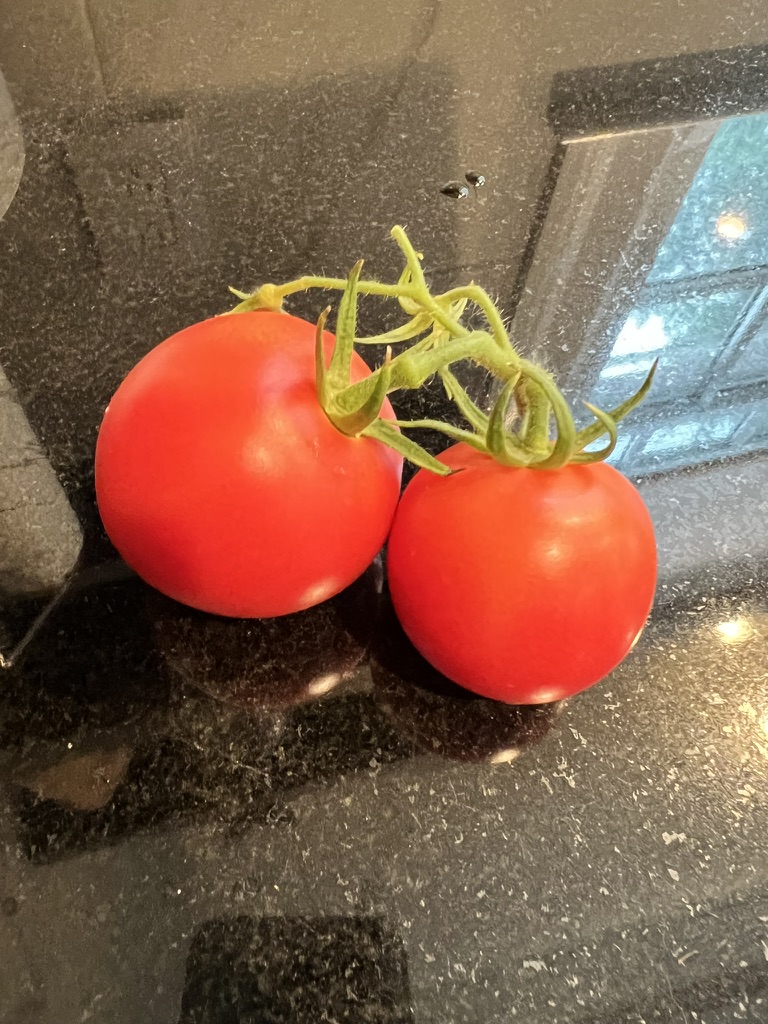 First ripe pair (Jul 2024)