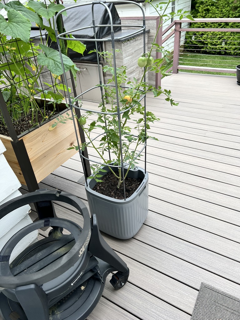 Mid-summer plant on the deck (Jul 2024)