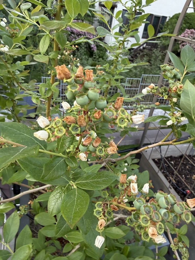 Fruit setting (May 2026)