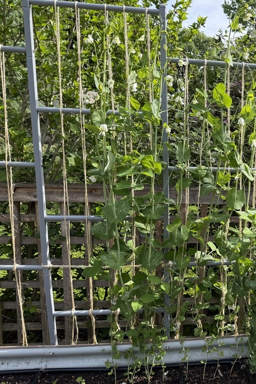 Trellis filled in (late May 2026)