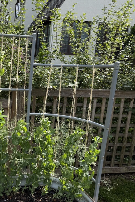 South half of the trellis (May 22, 2026)