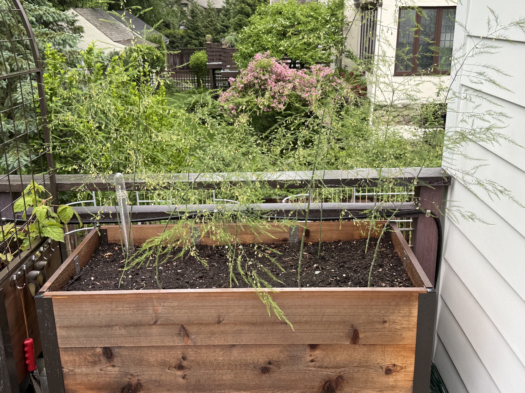 Ferns established (May 24)