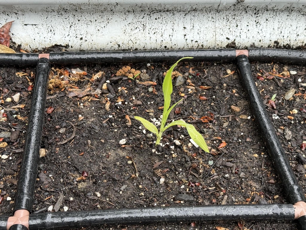 First seedlings up (May 24)