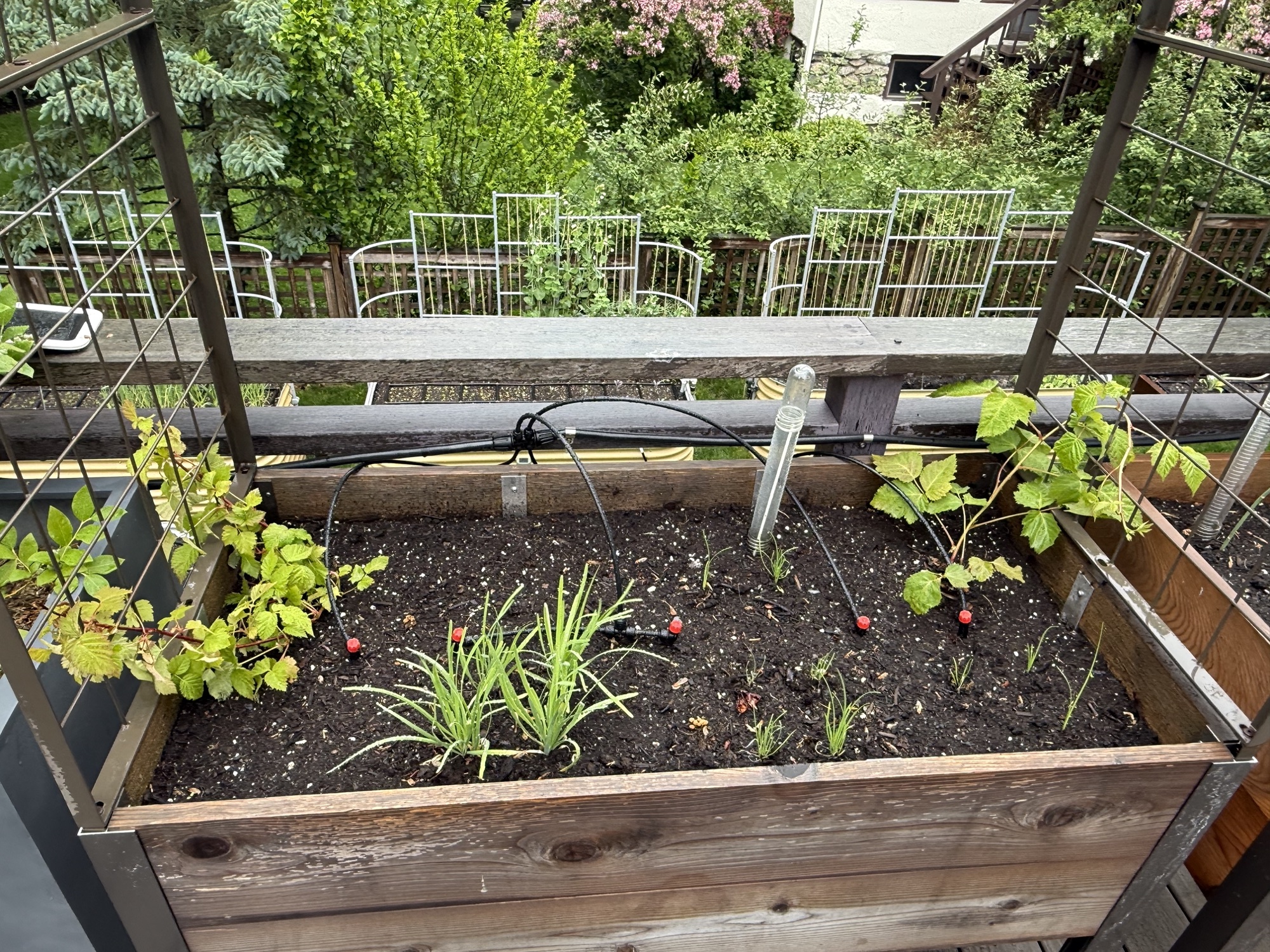 Deck bed A in late May (May 24)