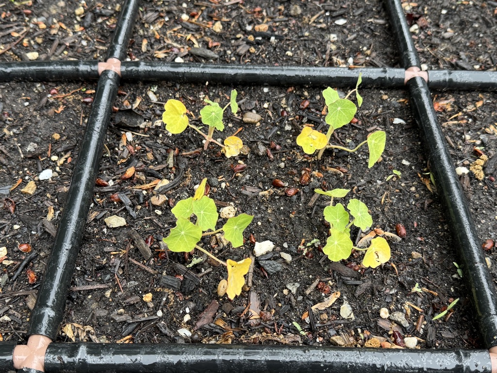 Cotyledons through (May 24)