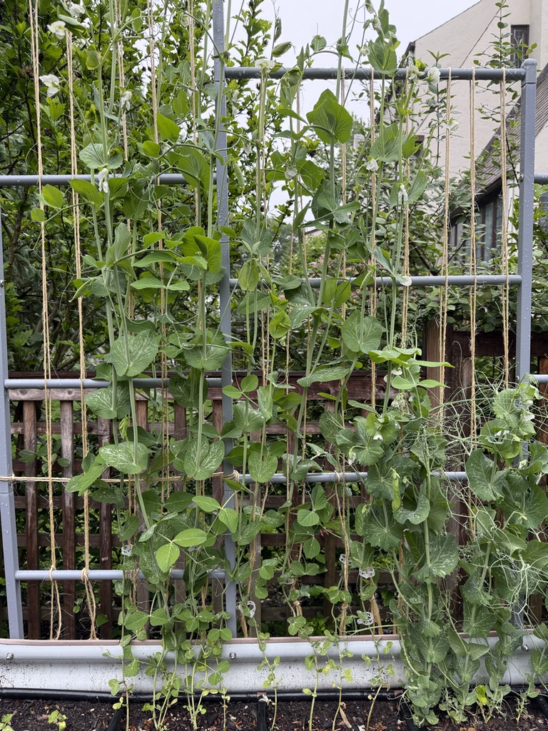 Top of the trellis (May 24, 2026)