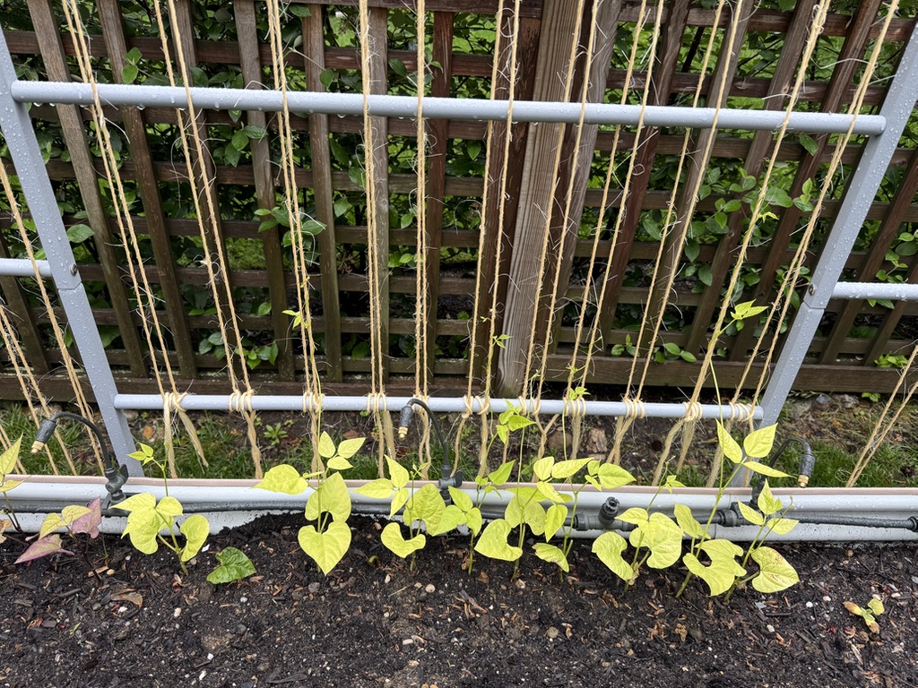 Lined up at the trellis base (May 24)