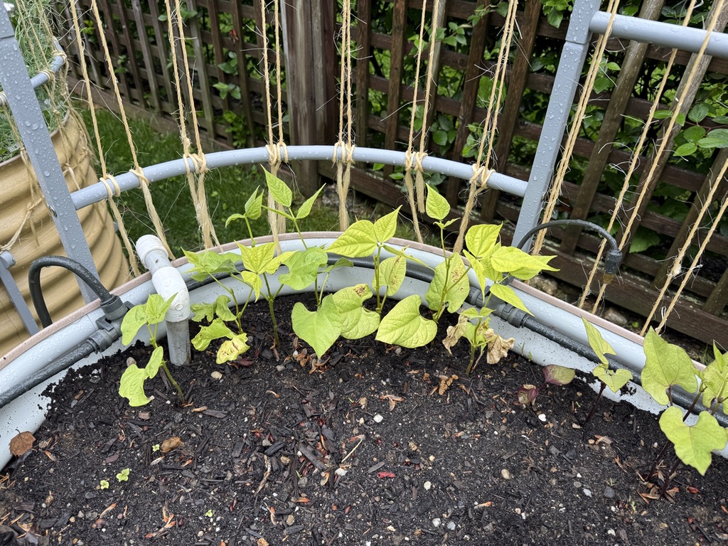 Climbing the strings (May 24)