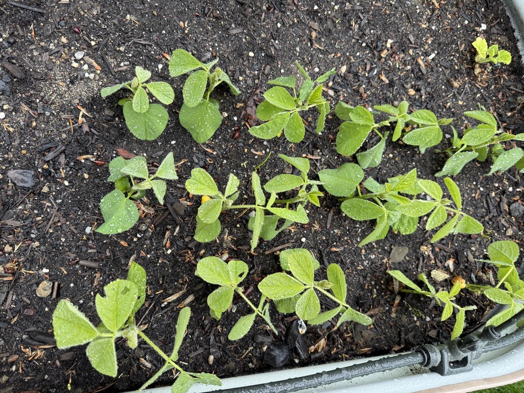 Trifoliate leaves (May 24)